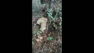 Mushroom autumn 2022 Carpathians [upl. by Fihsak980]