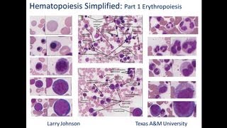 Hematopoiesis Simplified  Part 1 Erythropoiesis [upl. by Gordan]