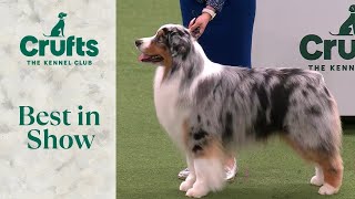 Best in Show  Crufts 2024 [upl. by Bille]