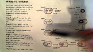 Megasporogenesis and Development of Female Gametophyte Embryosac [upl. by Atiruam]