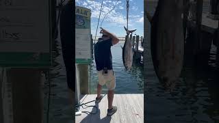 23lb blackfin fishing [upl. by Annelise]