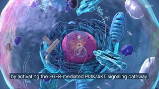 EGF promotes trophoblast cell invasion by reducing KISS1 expression [upl. by Philis]