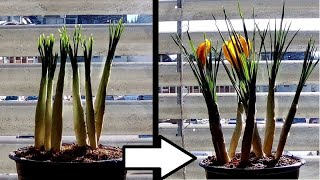 Time Lapse Of Crocus Plants Growing [upl. by Rorie]