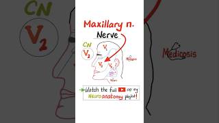 Maxillary nerve V2  Sensory  Cranial Nerve 5 Trigeminal nerve…anatomy nurse mbbs nclex [upl. by Herv]