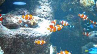 Large Clown Fish Aquarium [upl. by Tonya]