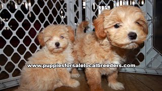 Cavapoo German Shepherd Yorkie Shihpoo Puppies For Sale Atlanta Georgia Local Breeders [upl. by Artsa]