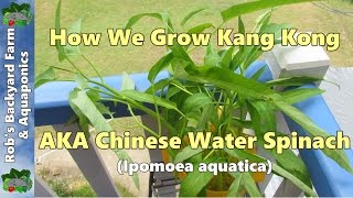 How we grow Kang KongKangkungChinese water spinach Ipomoea aquatica [upl. by Naujyt]