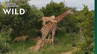 Rare Video Shows Lion Pride Try to Slay a FullGrown Giraffe  Nat Geo Wild [upl. by Mauceri]