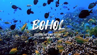 스쿠버여행  필리핀 보홀 2023년12월  Scuba trip to Bohol Philippines DEC 2023 [upl. by Muscolo491]