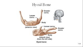 Hyoid Bone [upl. by Devona]