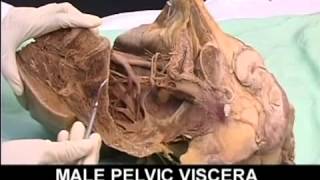 AnatomyPelvis and Perineum Videos1 [upl. by Rotman]