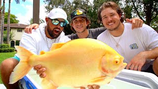 ALBINO PIRANHA MONSTER FINALLY CAPTURED IN FLORIDA CAUGHT ON CAMERA [upl. by Poole]