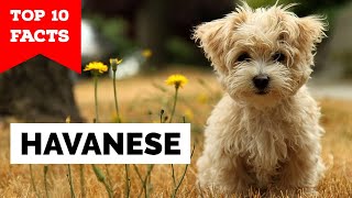 Havanese  Top 10 Facts [upl. by Lundgren]