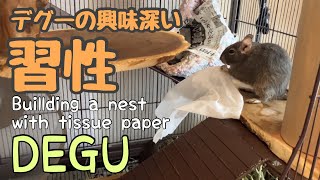 【デグー】デグーの興味深い習性をご紹介します‼︎ デグー 癒し 多頭飼い [upl. by Sheffy]