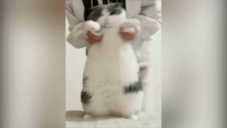 Cat Dancing Wop Original Meme Template [upl. by Airotkciv]