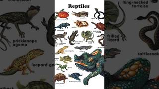 Reptiles of the world part 1  spiny Tailed lizards 🦎 wildlife reptiles shorts youtubeshorts [upl. by Ellinnet]