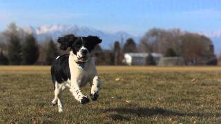 Dogs running in slow motion [upl. by Enaxor709]