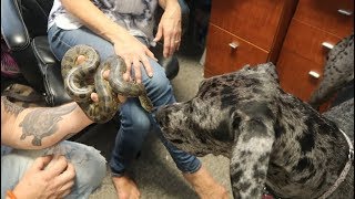 My ANACONDA LOVES my GREAT DANE Noah Barczyk [upl. by Allix]