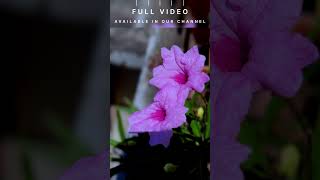 Mexican Petunia  Home Garden  Tamil  Easy to Grow homegarden petunia easytogrow flowers [upl. by Aneev]