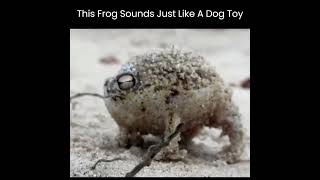 Tiny Angry Desert Rain Frog Sounds Just Like a Dog Toy [upl. by Leiad]