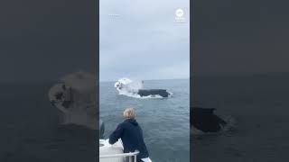 Whale slams into boat off New Hampshire coast [upl. by Aurel762]