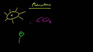 Biology Lecture  30  Autotrophs vs Heterotrophs [upl. by Ahsilahs]