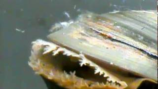 Sea Lice Experiment Part I [upl. by Giustino]