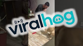 Dog Dances to the Harmonica  ViralHog [upl. by Eelahc]