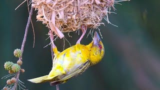 Bird building nest [upl. by Penman]