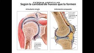 Generalidades de articulaciones [upl. by Ahsiekit]