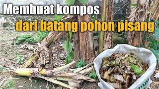 Cara membuat kompos dari batang pisang yang kaya manfaat sebagai penyubur tanaman [upl. by Henley204]