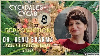 Cycadales  CYCAS Part  8  Dr Renu Sharma [upl. by Shanley]