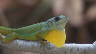 Barbados Anole Anolis Extremus [upl. by Howes]