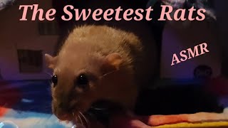 3 12 Minutes Of Friendly Rats ASMR [upl. by Yelrak]