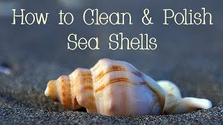 How to Clean and Polish Sea Shells [upl. by Lemert308]