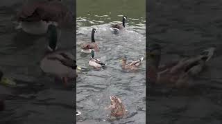 The Mute Swan Doesn’t Like Sharing It’s Food  Thornes Park birds avian nature [upl. by Aneerahs]