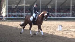 Hengstparade Warendorf 2017 mit ALL MUSIC BLICKFANG und CAPTAIN JACK [upl. by Ludwig]