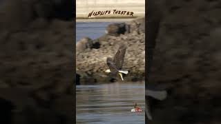 Bald Eagles catching fish Dalles Dam The Dalles Oregon [upl. by Sukul]