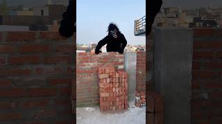 Karishma ki chij gorilla ne Le li 😟🦍 short shortfeed comedyshort [upl. by Neelik149]