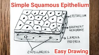 How to Draw Simple Squamous Epithelium  Squamous Epithelial Tissue Drawing [upl. by Gamber]