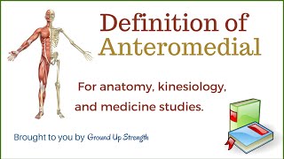 Anteromedial Definition Anatomy Kinesiology Medicine [upl. by Baras]