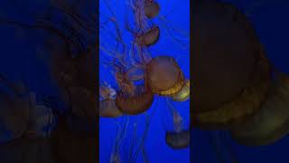 Aesthetic Jellyfish in an Aquarium Healing and Relaxation [upl. by Jessika273]