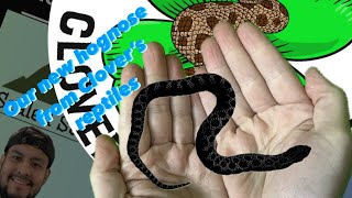 Unboxing our new hognose from Clovers reptiles [upl. by Leandra]