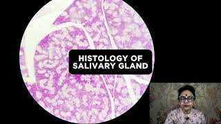 Salivary Glands Histology  Histology Slide Identification  Dr Sibani Mazumder [upl. by Tegdirb]