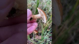 BirchKnight tricholoma fungus nature mushroom september wildmushrooms foraginguk promenade [upl. by Mannes960]