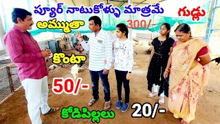 ప్యూర్ నాటుకోళ్ళు మాత్రమే కొంటా అమ్ముతాNatukodi farmingNatukodi eggsNatukodi chicksNatukodi farm [upl. by Alesandrini140]