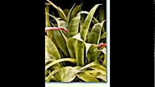 Billbergia Bromelie Zimmerhafer [upl. by Hendon19]