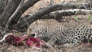 Salaheshe amp Leopard Cubs Part 1  After a Kill [upl. by Idisahc]