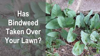 How To Control Bindweed in a Lawn Without Chemicals Learn How Improper Watering Promotes Bindweed [upl. by Gerg]