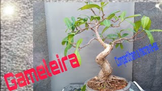 Gameleira  Atualização e poda Como fazer bonsai de Gameleira [upl. by Robinson]